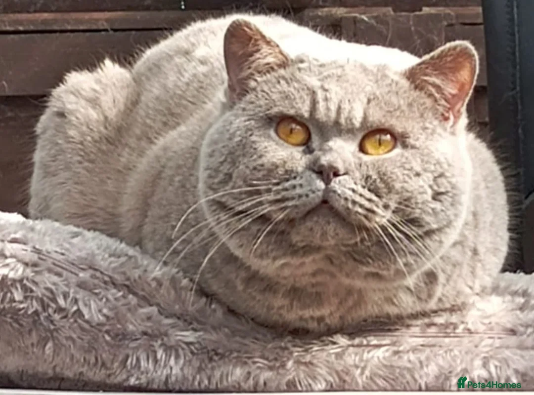 British Shorthair cats for stud: GCCF TICA STUDS/SALES DENTON MANCHESTER  - Advert 1