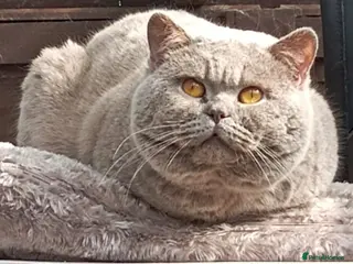 British Shorthair cats GCCF TICA STUDS/SALES DENTON MANCHESTER - Advert 1