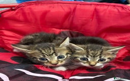 Mixed Breed cats for sale: European shorthair tabby cross kittens available.  - Image 16