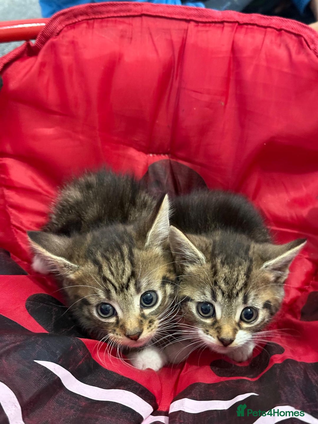 Mixed Breed cats for sale: European shorthair tabby cross kittens available.  - Image 16