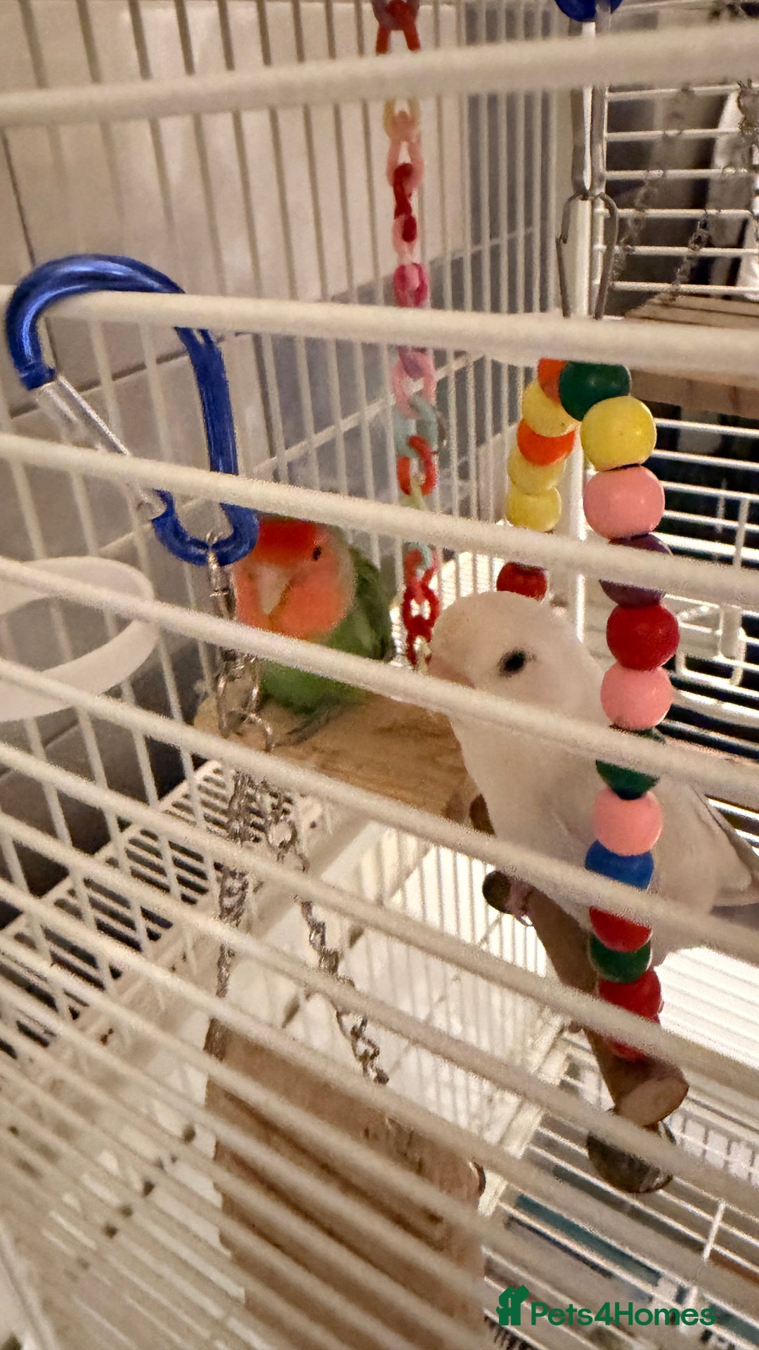 Lovebirds birds for sale: Love birds - Advert 5