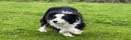Border Collie dogs for sale: Kc & ISDS reg border collie health tested pups  - Advert 5