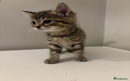 Mixed Breed cats for sale: Beautiful little kitten - Image 2