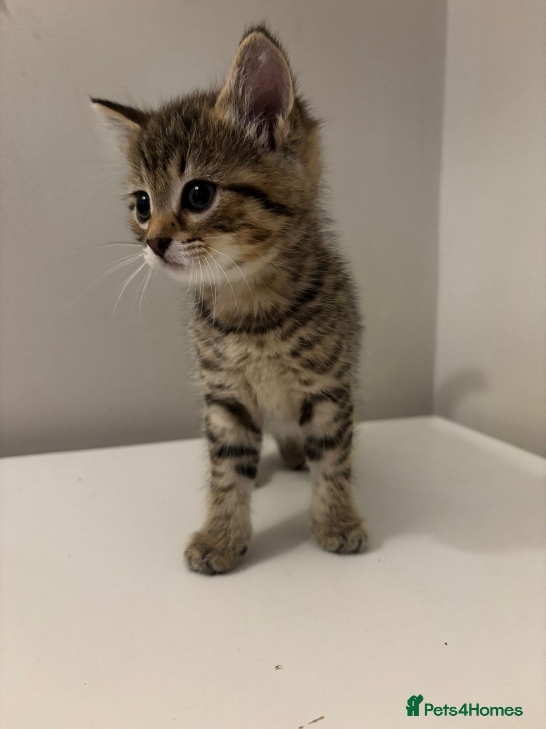 Mixed Breed cats for sale: Beautiful little kitten - Image 2