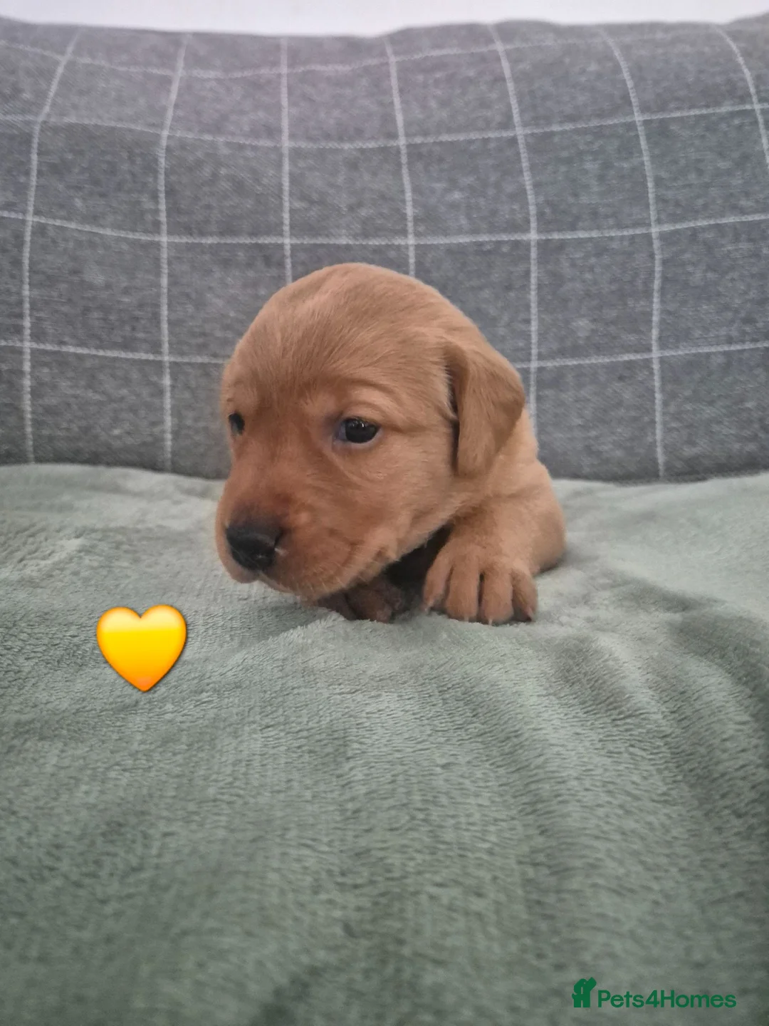 Labrador Retriever dogs for sale: 8 Fox Red Labrador Puppies in Glasgow - Advert 14