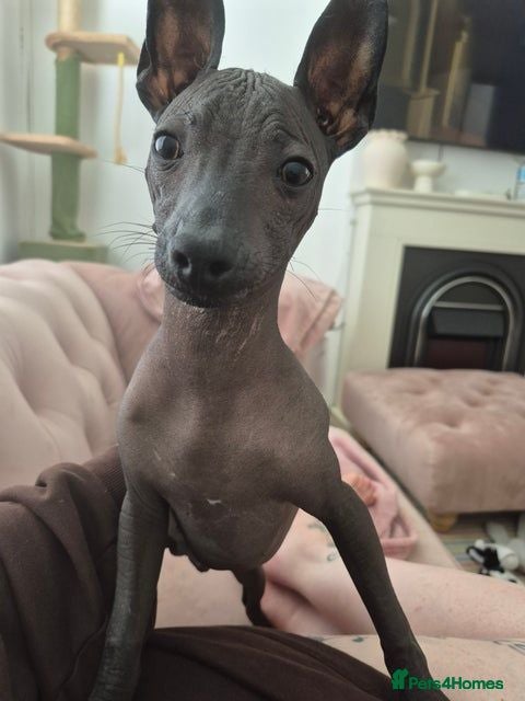 Mexican Hairless dogs Mexican hairless xolo  - Advert 3