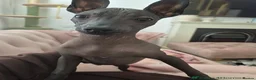 Mexican Hairless dogs for sale: Mexican hairless xolo  - Advert 1