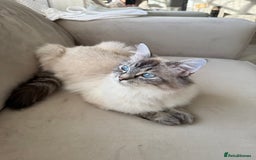 Mixed Breed cats for sale: Half Ragdoll, Half British Shorthairs  - Image 6