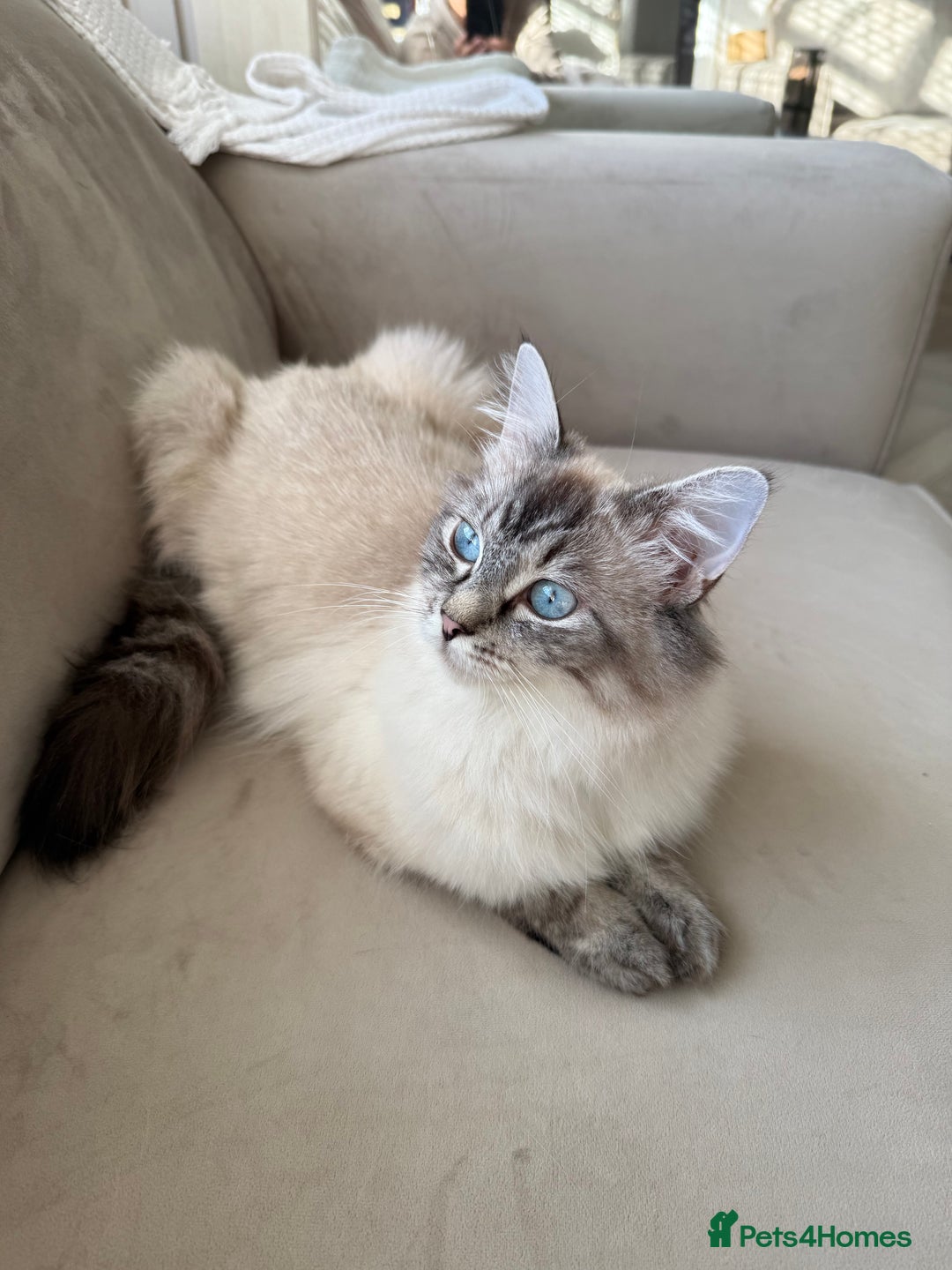 Mixed Breed cats for sale: Half Ragdoll, Half British Shorthairs  - Image 6