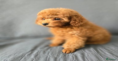 Toy Poodle dogs - Advert 5