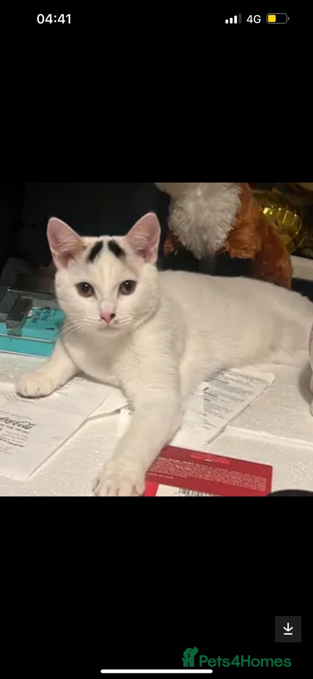 Brazilian Shorthair cats for sale: Beautiful Female Shorthair  - Image 1