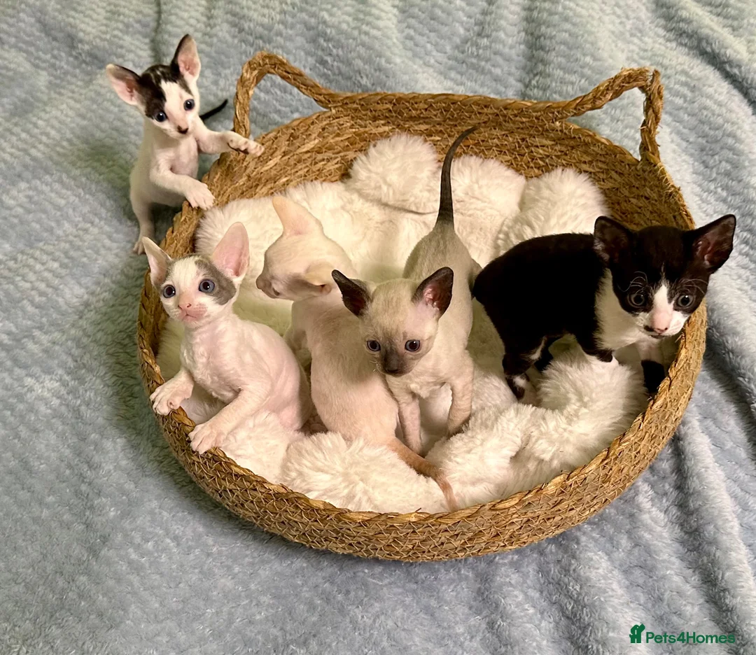 Cornish Rex cats for sale: 🐾Adorable Cornish Rex Kittens – Now Reserving🐾 in London - Advert 1