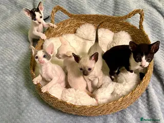 Cornish Rex cats 🐾Adorable Cornish Rex Kittens – Now Reserving🐾 - Advert 1