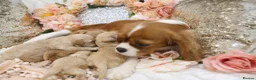 Cavapoo dogs for sale: *Health tested* F1 Cavapoos in Wisbech - Advert 16