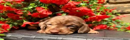 Miniature Dachshund dogs for sale: Long haired miniature dachshund  - Advert 24