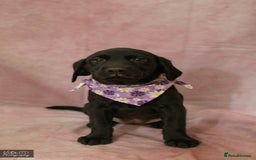 Labrador Retriever dogs for sale: 2boys / 4 girls  READY TODAY FOR FOREVER HOMES - Image 39