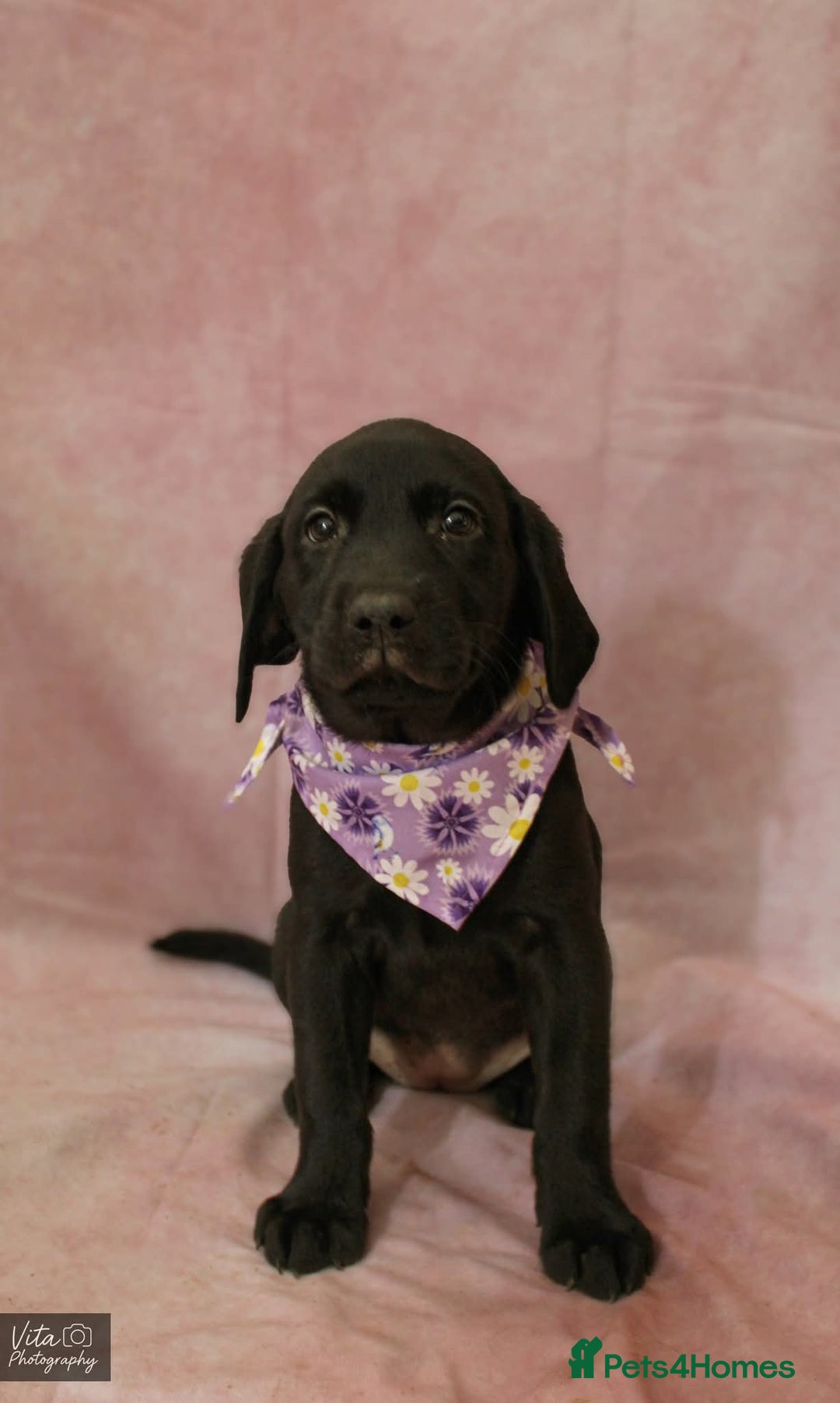 Labrador Retriever dogs for sale: 2boys / 4 girls  READY TODAY FOR FOREVER HOMES - Image 39