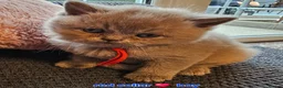 British Shorthair cats for sale: British short hairs / long hair  - Advert 15