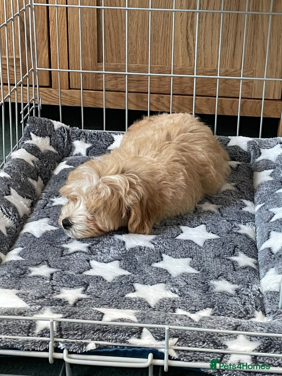 Maltipoo dogs for sale: 🩷 1 Baby Girl Available  - Advert 38