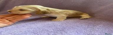 Cocker Spaniel 3