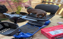 Dachshund dogs for sale: Small standard Dachshund  - Image 3