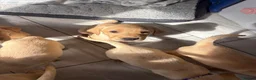 Labrador Retriever dogs for sale: 6 KC Registered Labrador Pups 3 Left !! - Advert 3