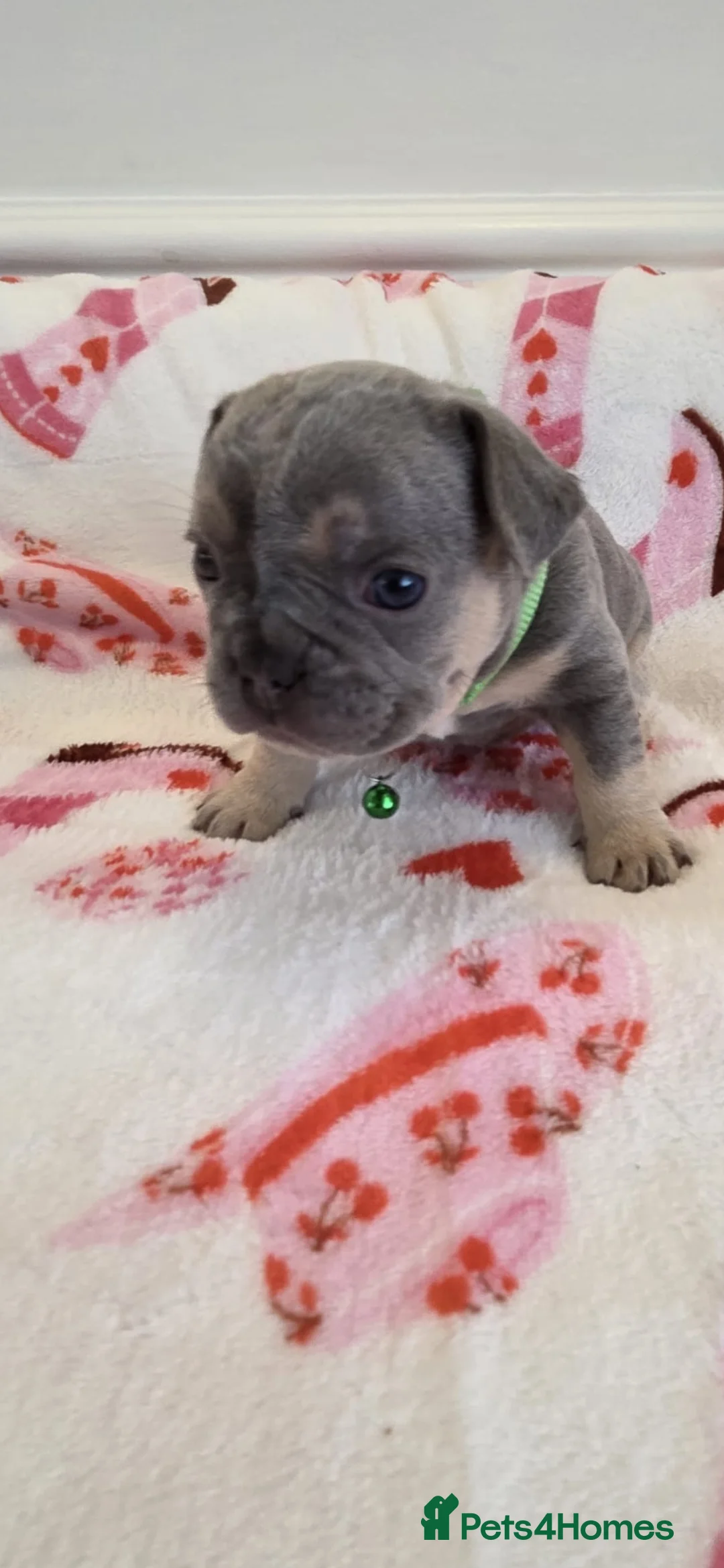 French Bulldog dogs for sale: Beautiful Frenchie puppies - Advert 13