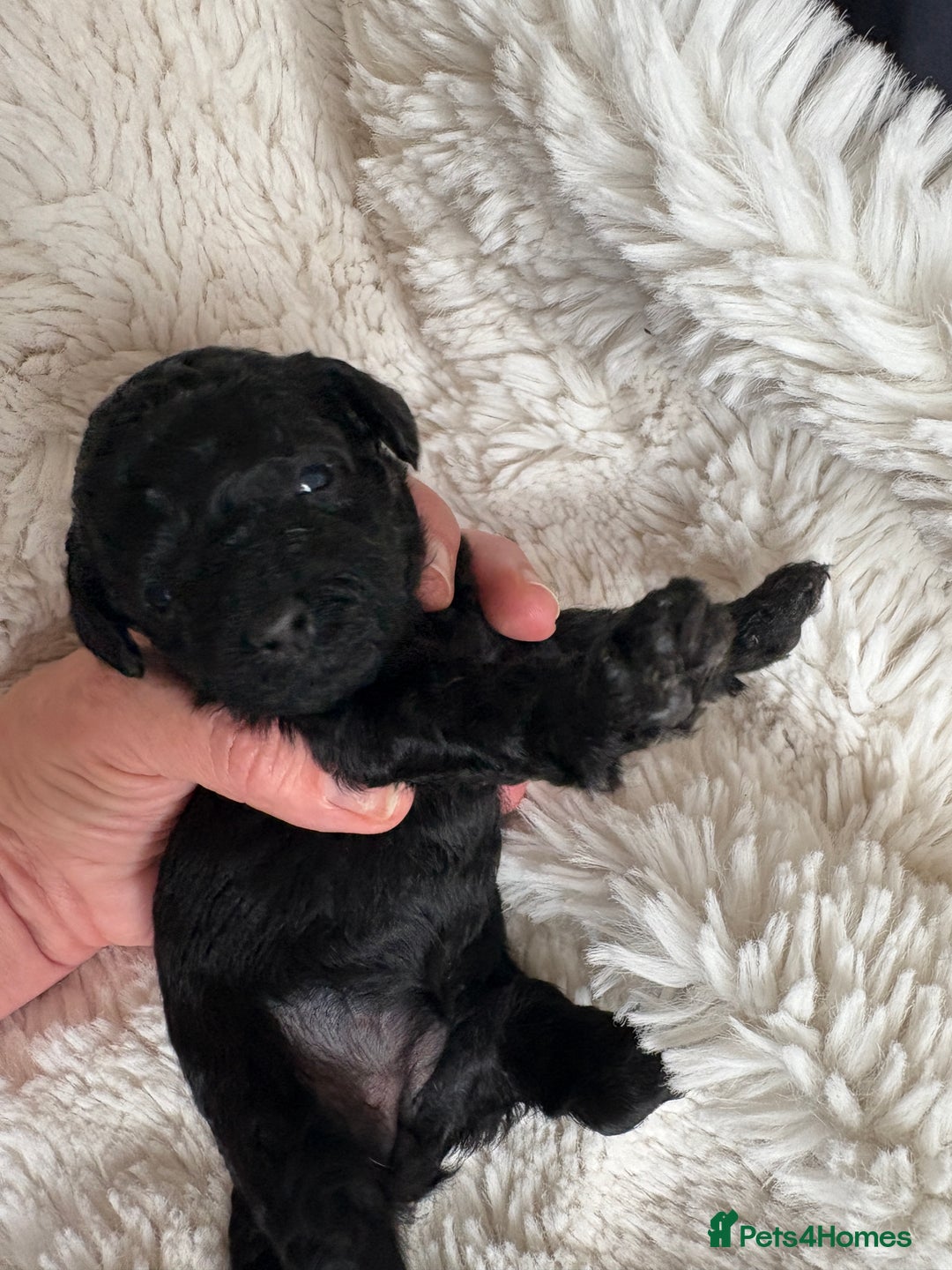 Cavapoo dogs for sale: Beautiful cavapoo puppies from a family home - Advert 30