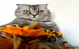 Scottish Fold cats for sale: Scottish fold kittens - Image 4