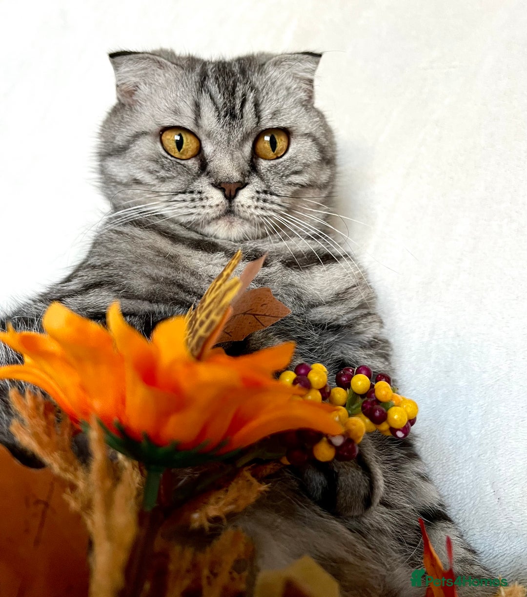 Scottish Fold cats for sale: Scottish fold kittens - Image 4