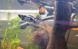 Mollies fish for sale: Baby Dalmatian Mollies - Advert 2