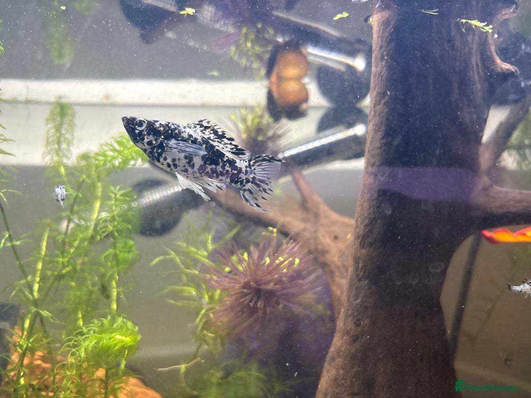 Mollies fish for sale: Baby Dalmatian Mollies - Advert 2