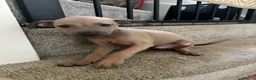Italian Greyhound dogs for sale: Beautiful iggy pup  - Advert 2