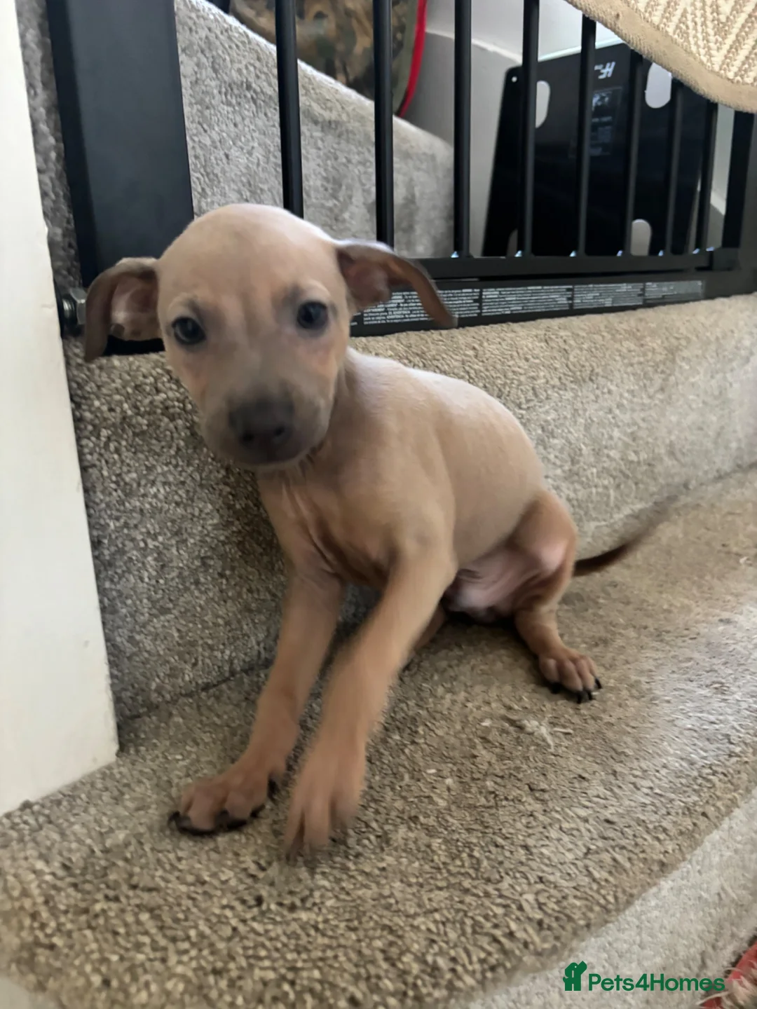 Italian Greyhound dogs for sale: Beautiful iggy pup  - Advert 2