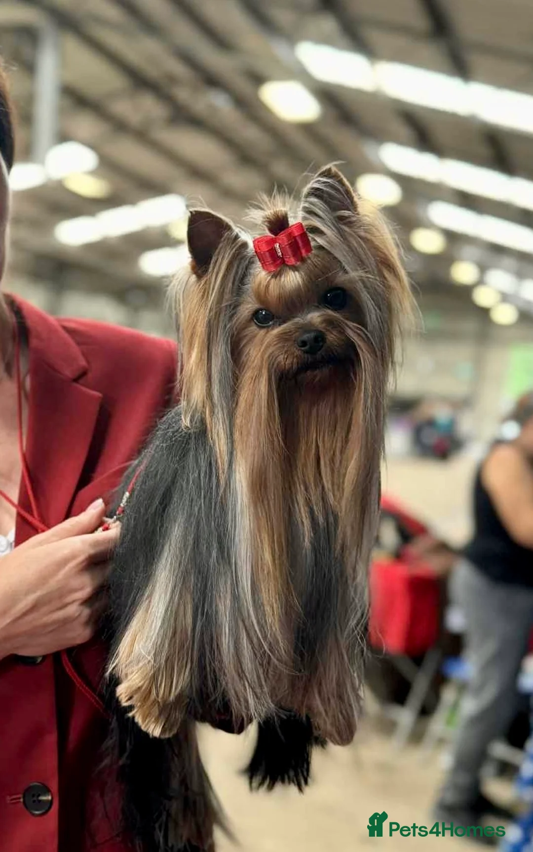 Yorkshire Terrier dogs for stud: KC REG Yorkshire terrier for STUD in Kettering - Advert 2