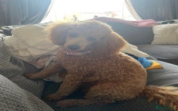 Cavapoo dogs for sale: Beautiful Cavapoo X toy poodle puppies  - Image 33