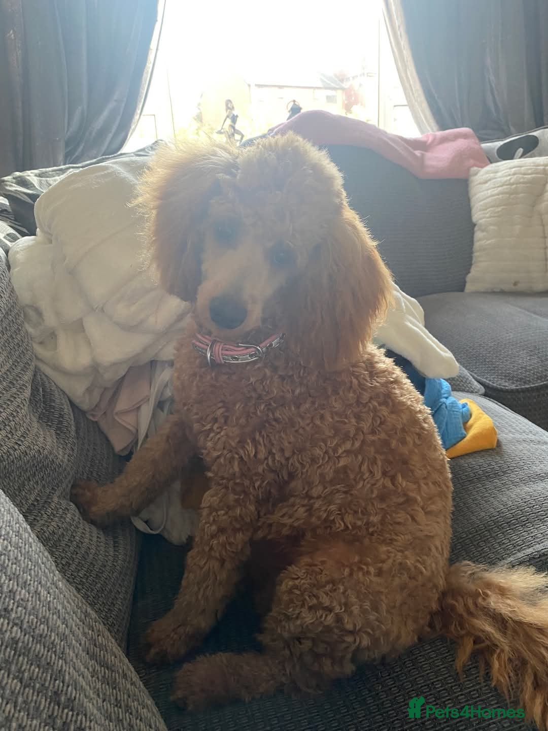 Cavapoo dogs for sale: Beautiful Cavapoo X toy poodle puppies  - Image 33
