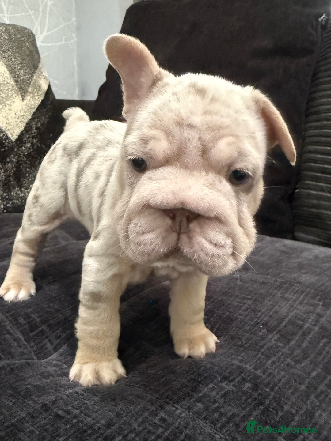 French Bulldog dogs for sale: High Quality French Bulldog Puppies  - Image 27