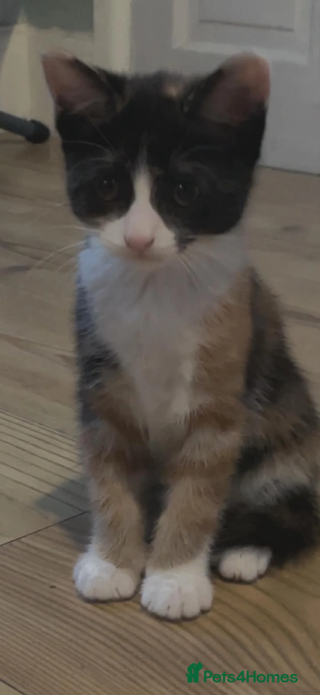 Mixed Breed cats for sale: 2 female kittens  - Advert 2