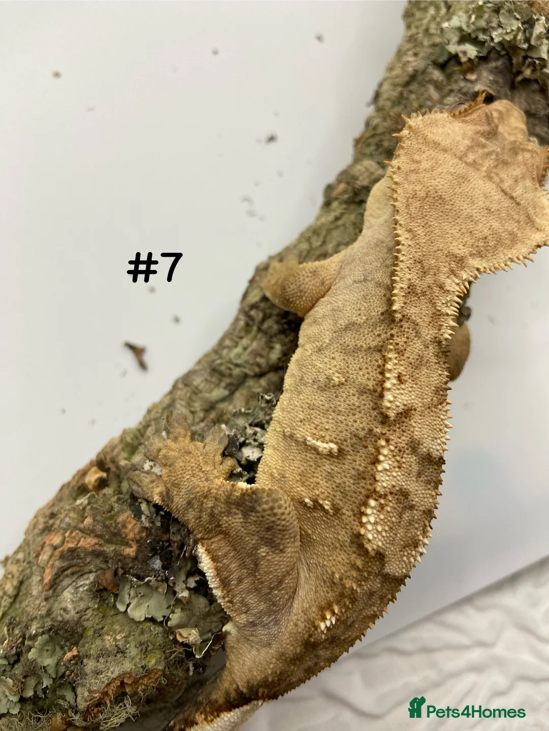 Gecko reptiles for sale: Adult and Juvenile Crested Geckos - Advert 26