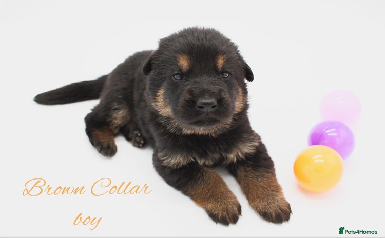 German Shepherd dogs - Advert 4