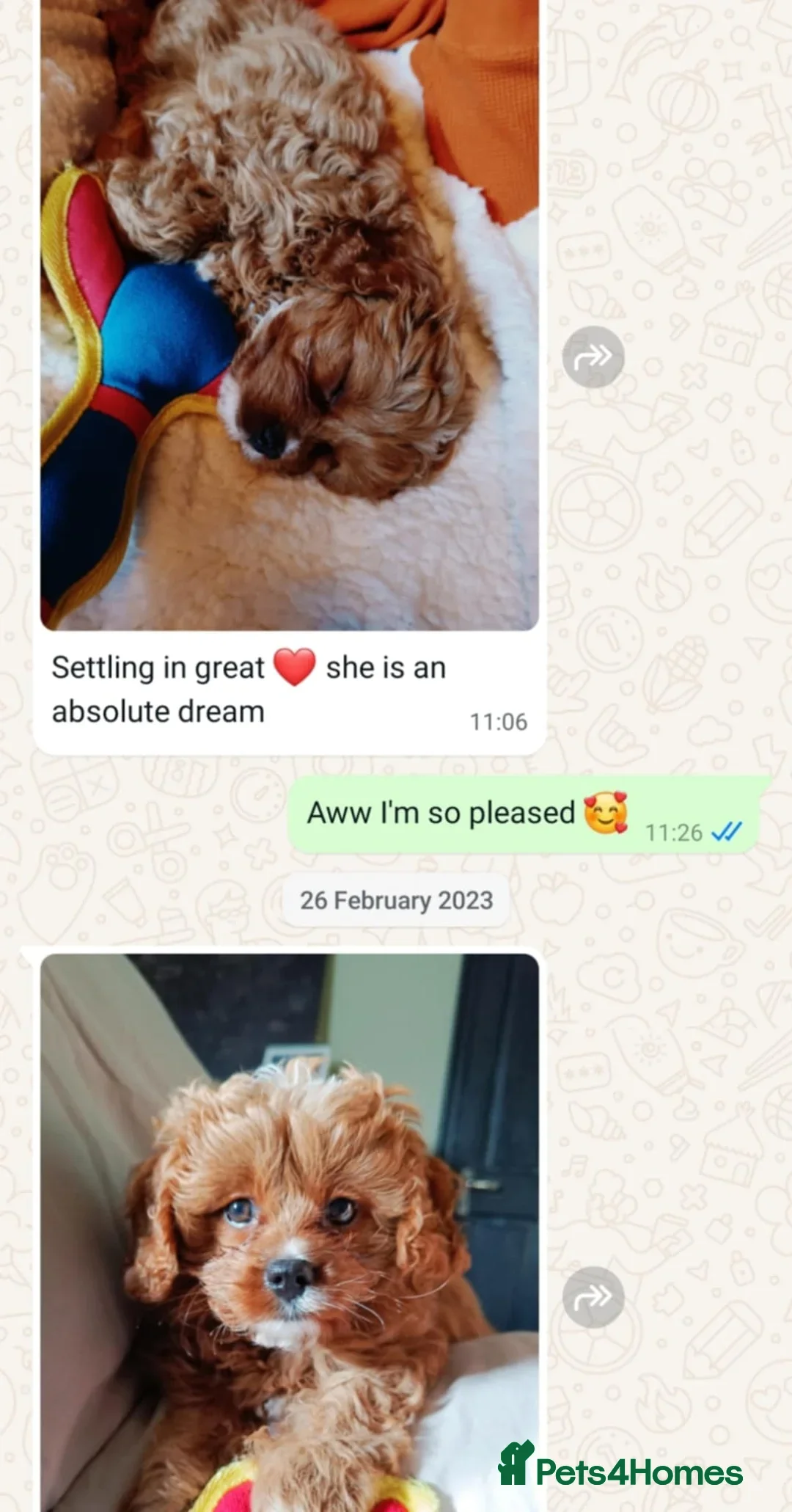 Cavapoo dogs for sale: 🥇 Finest Quality Beautiful F1b Cavapoos 🥇 - Advert 29