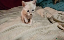 Bengal cats for sale: Cuddly charity donation pay monthly - Image 11
