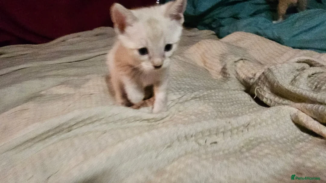 Bengal cats for sale: Guaranteed to be Cuddly *ready now*  - Advert 19