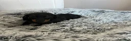 Miniature Dachshund dogs for sale: Miniature dachshund puppies - Advert 12