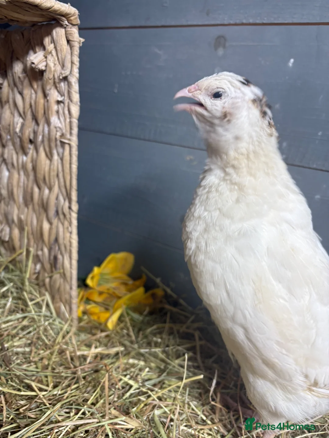 Quail poultry for sale: MALE QUAIL FOR SALE in Newtownards - Advert 18