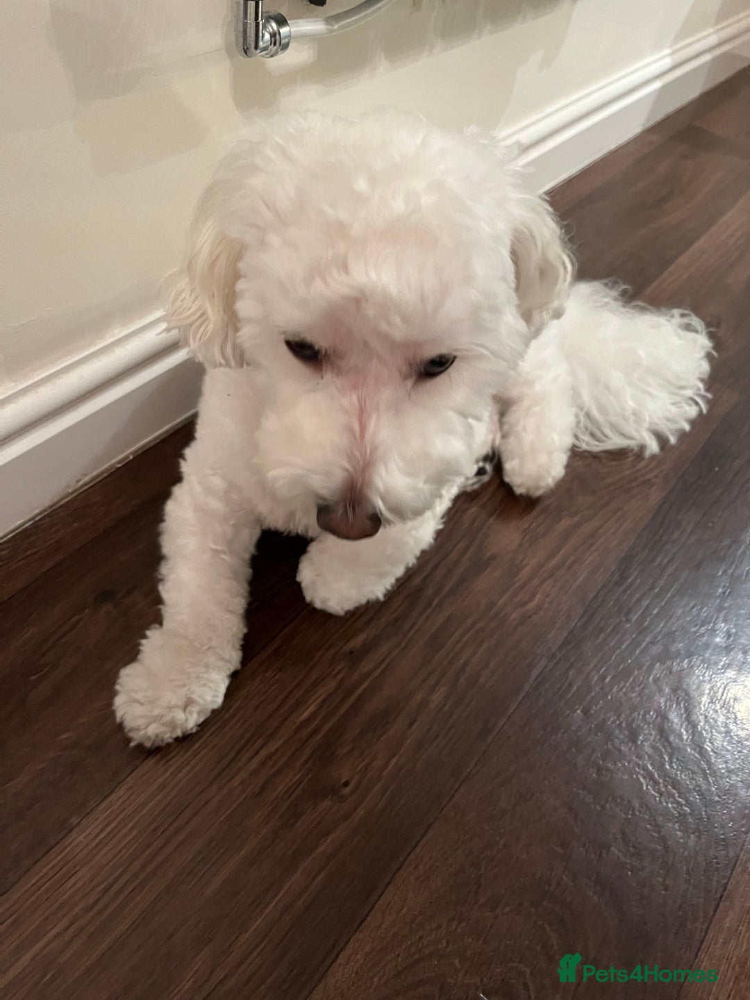 Maltipoo dogs for sale: 2 year old Maltipoo for sale - Image 2