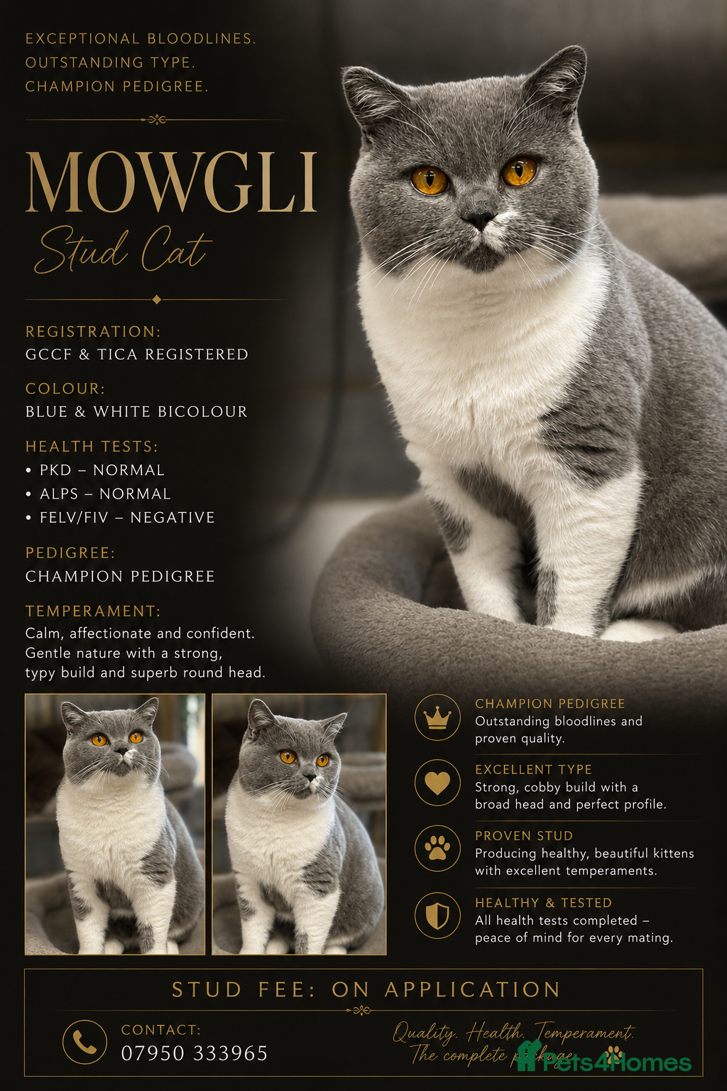 British Shorthair cats Stunning Reg Blue & White Bicolour for Stud  - Advert 11