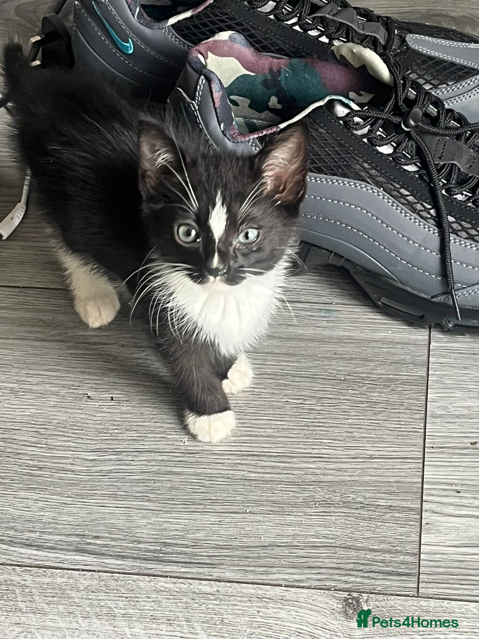 Mixed Breed cats Kittens need forever homes  - Advert 2