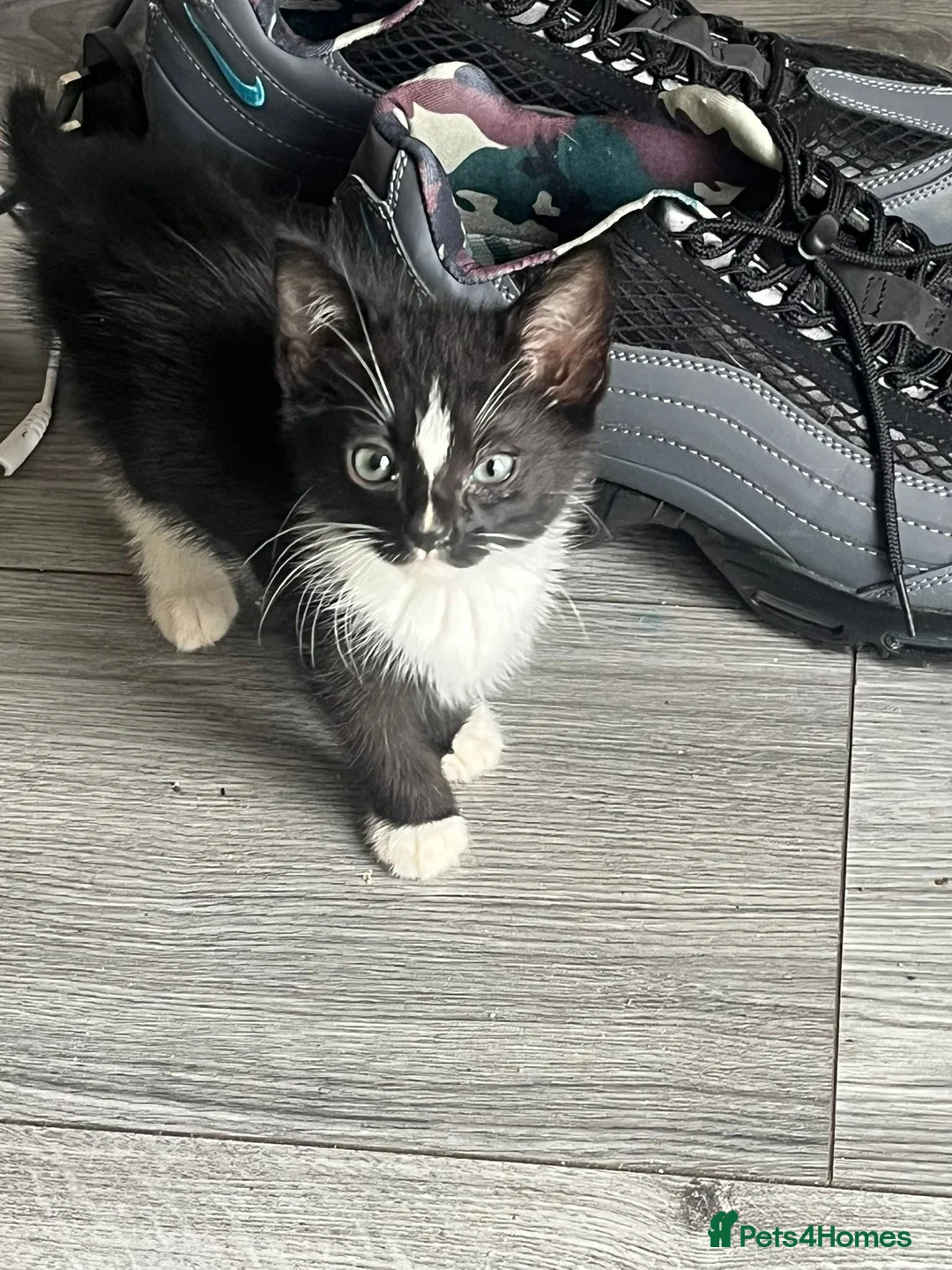 Mixed Breed cats for sale: Kittens need forever homes  in Halesowen - Advert 1